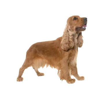 a brown dog standing on a white background