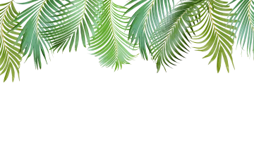 green palm leaves on white background
