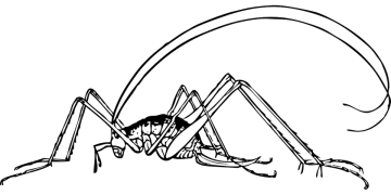 a black and white drawing of a spider