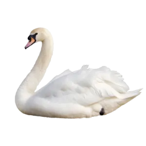 a white swan is swimming in the water