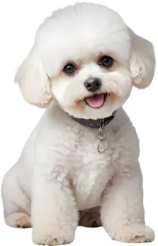 a small white dog sitting down with its tongue out