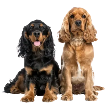 two dogs sitting next to each other dog