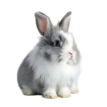 a small gray and white rabbit sitting on a white background