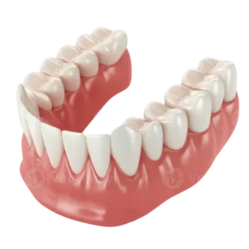 a dental model of the teeth