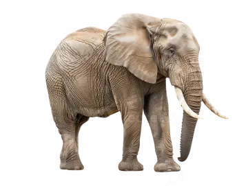 an elephant standing up against a white background