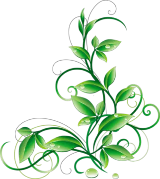 a green plant with leaves on it