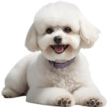 a small white dog laying down with its tongue out