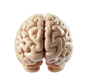 a close up view of a human brain