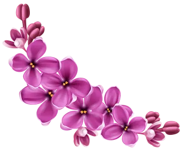 a purple flower on a white background