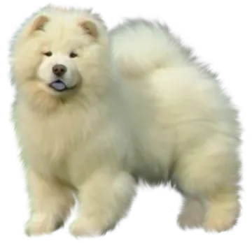 a fluffy white dog standing on a white background