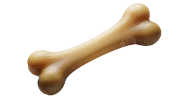 A bone on a white background