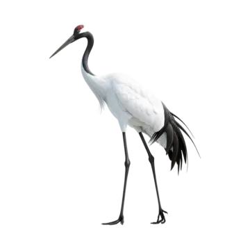 a white and black bird with long legs