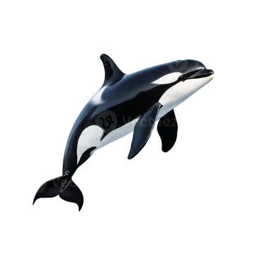 an orca jumping in the air on a white background