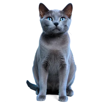 a gray cat sitting on a white surface