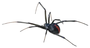 a black widow spider on a white background