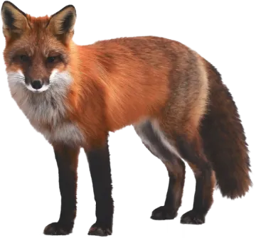 3d digital render of a red fox isolated on white background