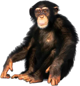 a small monkey sitting on the ground