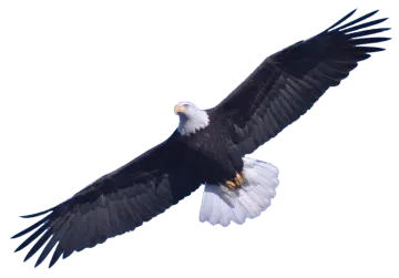 an eagle flying in the sky