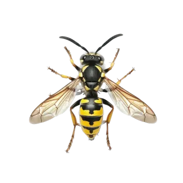 a bee on a white background