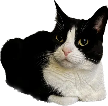 a black and white cat is laying down