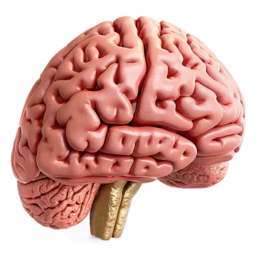 this is a human brain