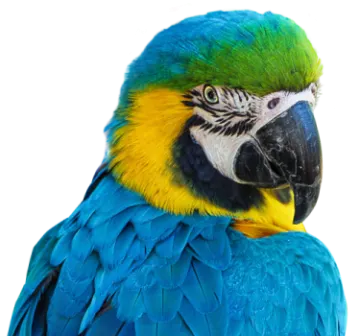 a close up of a blue and yellow parrot
