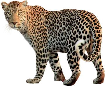 a leopard walking across a white surface