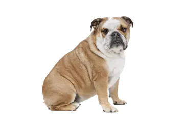 a small brown and white dog sitting down