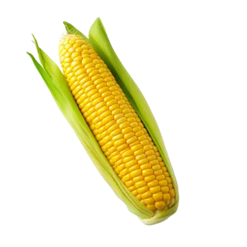 a corn on a white background