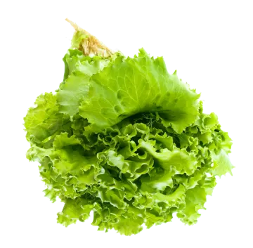 a bunch of lete leaves on white background
