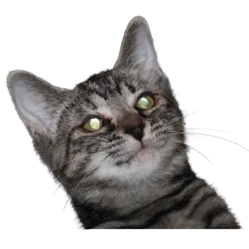a close up of a cat's face
