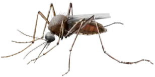 a mosquito on a white background