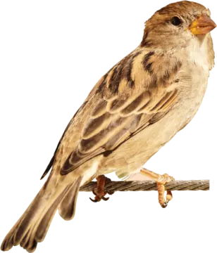 a bird sitting on a branch