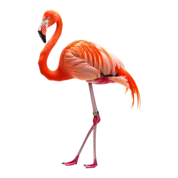 a pink flaming standing on its hinds