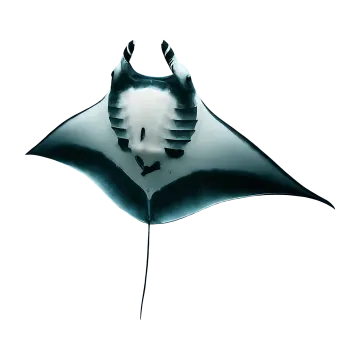 a black and white manta on a white background