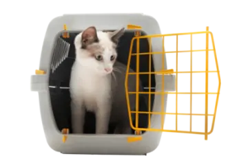 a cat in a cage on a white background