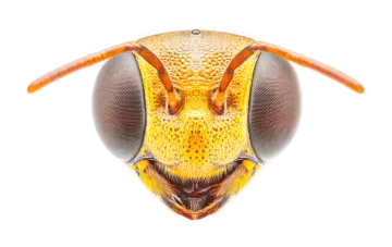 a close up view of a bee's head