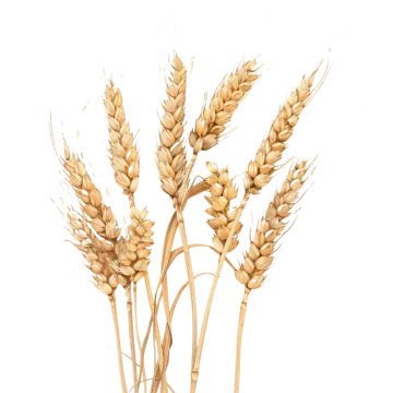 a bunch of wheat on a white background