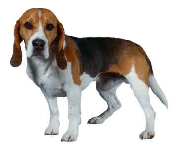 a brown and white dog standing on a white background