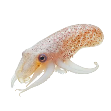 a close up of a squid on a white background