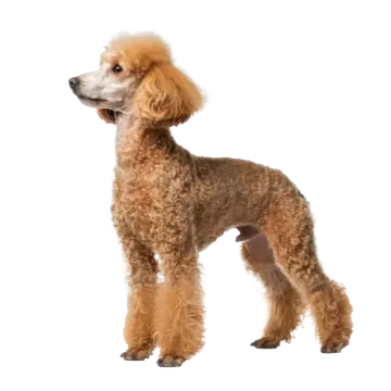 a poodle dog standing in front of a white background