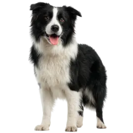 a black and white dog standing on a white background