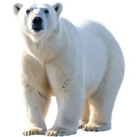 a polar bear standing in front of a white background