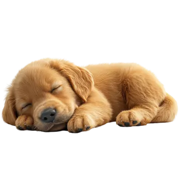 a puppy sleeping on its side