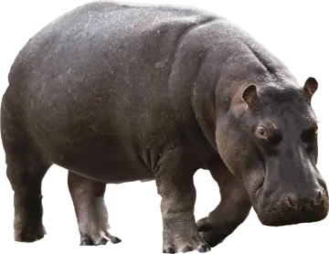 a hippo is standing on the ground