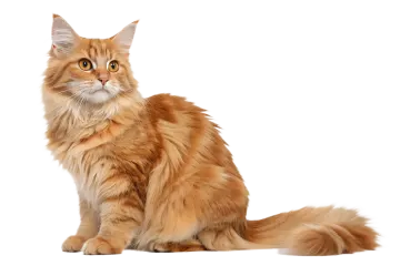 a long haired cat sitting on a white background
