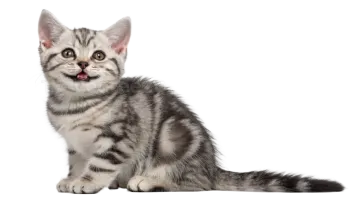 a kitten sitting on the floor looking up