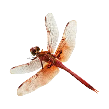 a red dragon is flying in the air
