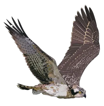 a bird that is flying in the air