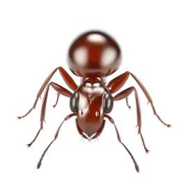 A red ant beetle on white background
